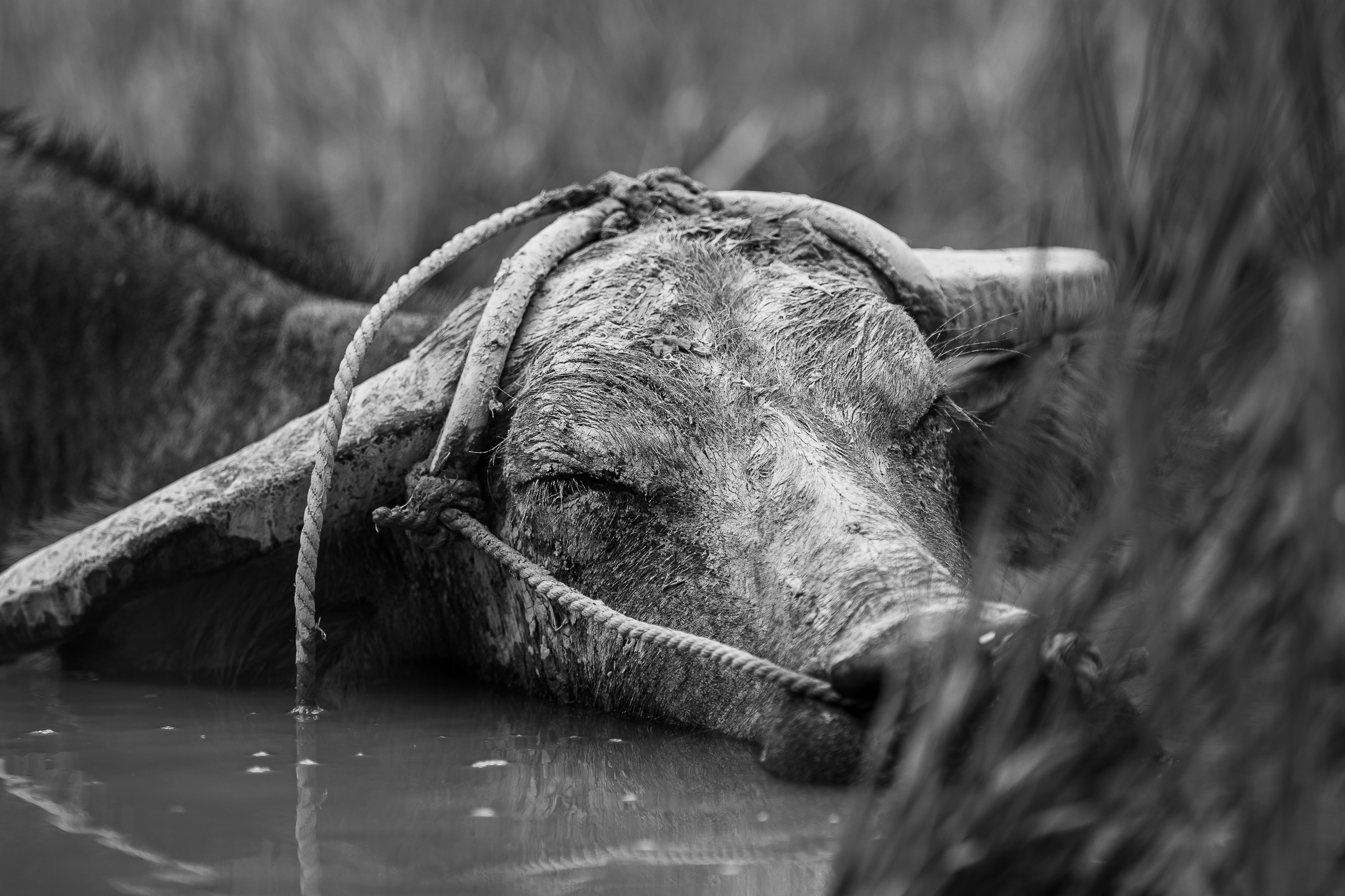 Photographe animalier Annecy noir et blanc nature émotion